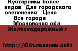 Кустарники более 100 видов. Для городского озеленения › Цена ­ 70 - Все города  »    . Московская обл.,Железнодорожный г.